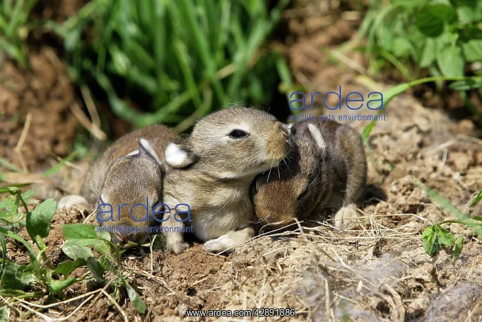 : European Rabbit - babies - 12 days old : European Rabbit - babies - 12 days old