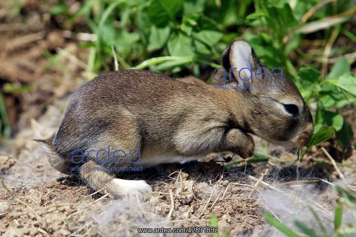: European Rabbit - baby - 12 days old : European Rabbit - baby - 12 days old