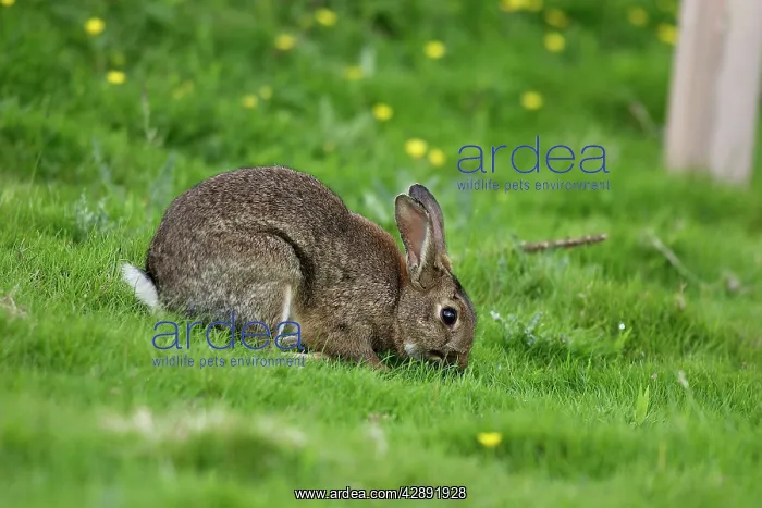 : European Rabbit - eating grass : European Rabbit - eating grass
