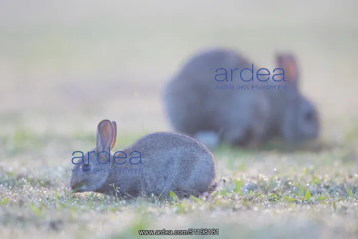 : European Rabbit Family : European Rabbit Family