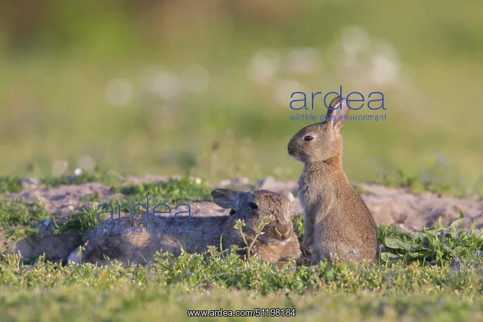 : European Rabbit Family : European Rabbit Family