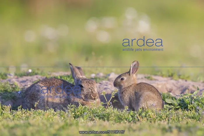 : European Rabbit Family : European Rabbit Family