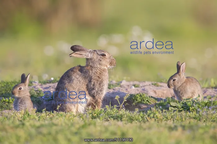  : European Rabbit Family