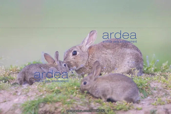 : European Rabbit Family : European Rabbit Family
