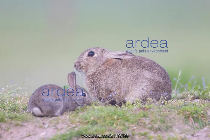 : European Rabbit Family