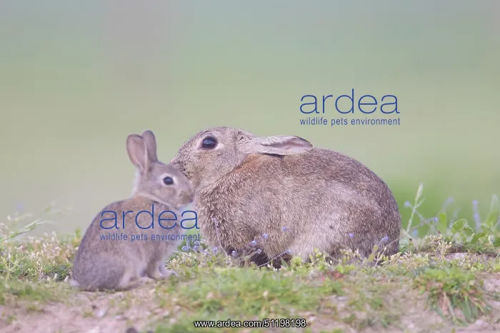  : European Rabbit Family