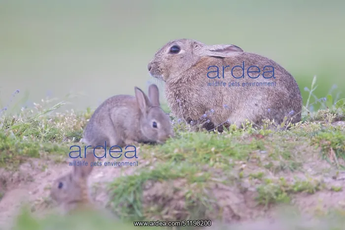 : European Rabbit Family : European Rabbit Family