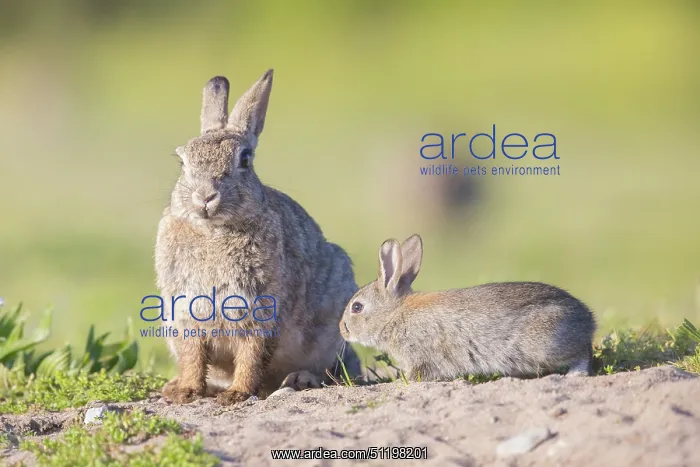 : European Rabbit Family : European Rabbit Family