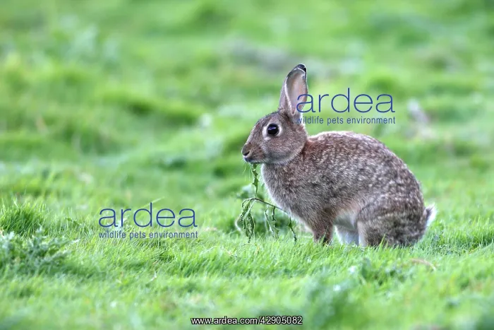 : European Rabbit - feeding : European Rabbit - feeding