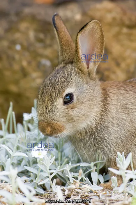 : European Rabbit - feeding on Cerastium tomentosum : European Rabbit - feeding on Cerastium tomentosum