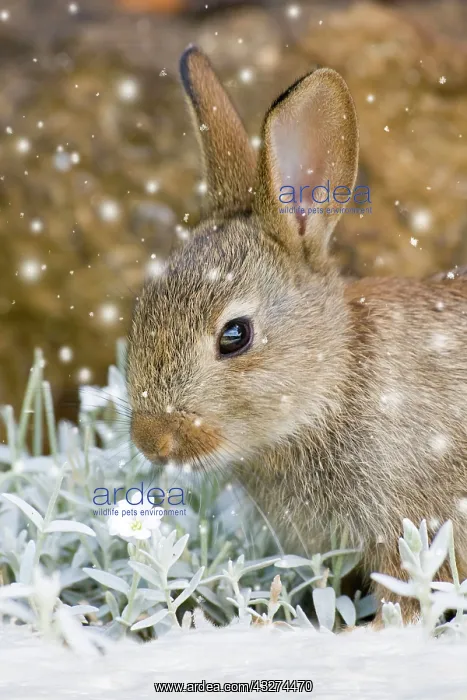 : European Rabbit - feeding on Cerastium tomentosum in the sno : European Rabbit - feeding on Cerastium tomentosum in the sno