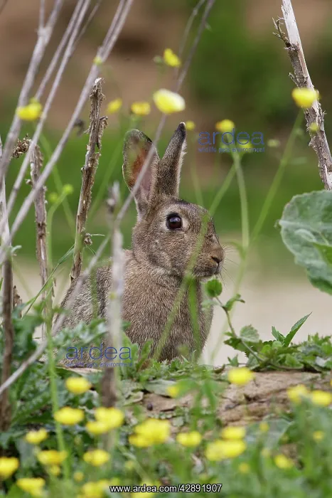 : European Rabbit - amongst flowers : European Rabbit - amongst flowers