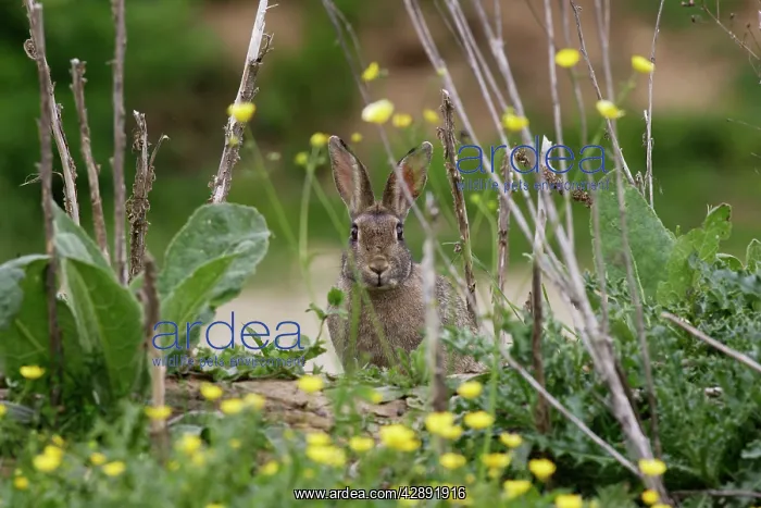 : European Rabbit - amongst flowers : European Rabbit - amongst flowers