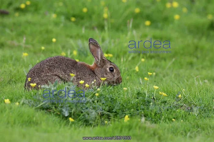 : European Rabbit - amongst flowers : European Rabbit - amongst flowers