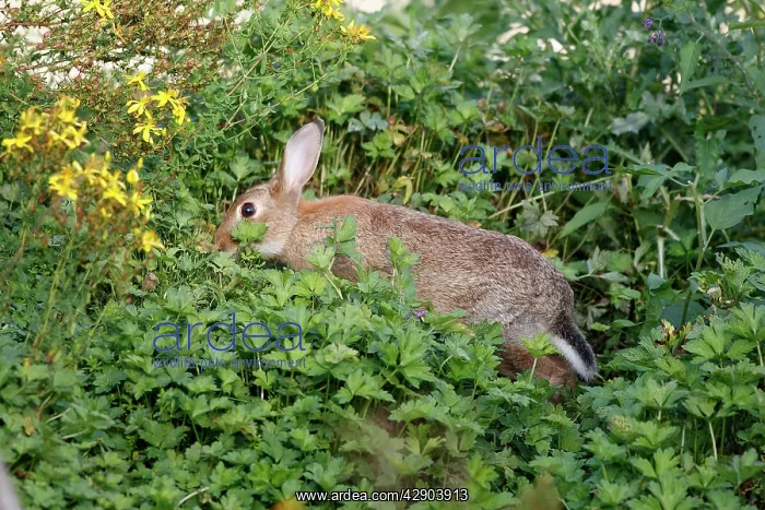 : European Rabbit - grazing : European Rabbit - grazing