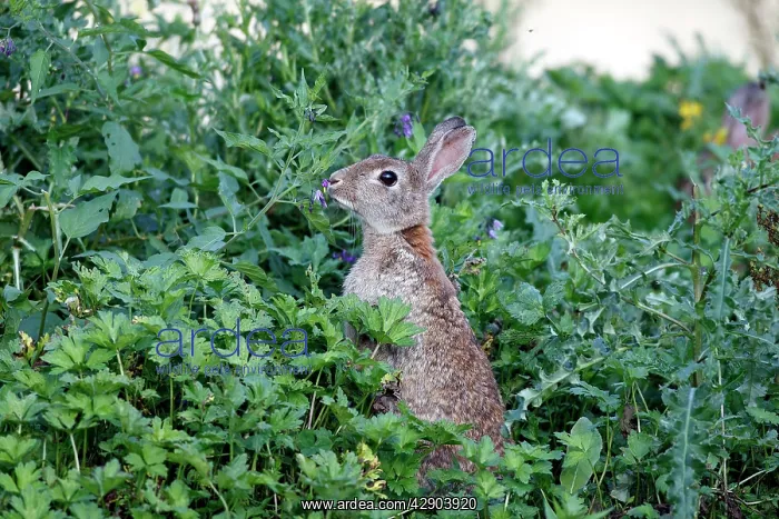 : European Rabbit - grazing : European Rabbit - grazing
