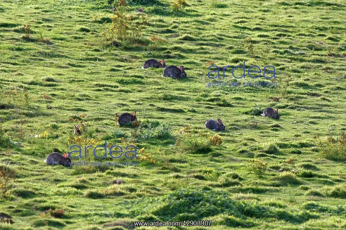 : European Rabbit - group grazing in grassland : European Rabbit - group grazing in grassland