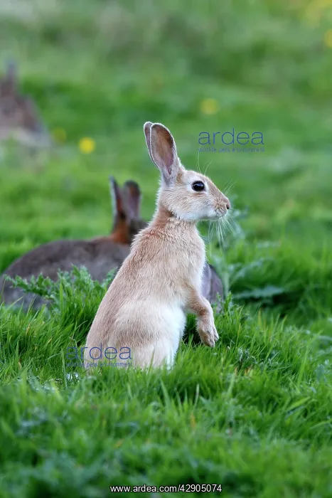 : European Rabbit - on hind legs : European Rabbit - on hind legs