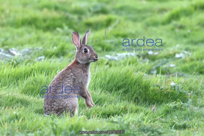 : European Rabbit - on hind legs : European Rabbit - on hind legs