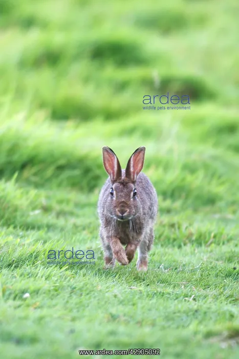 : European Rabbit - hopping : European Rabbit - hopping