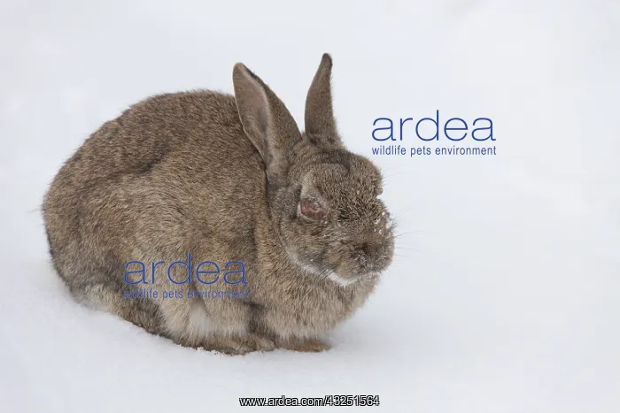 : European Rabbit - infected with the Myxomatosis : European Rabbit - infected with the Myxomatosis