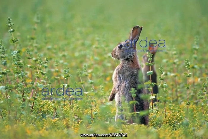 : European Rabbit - in meadow : European Rabbit - in meadow