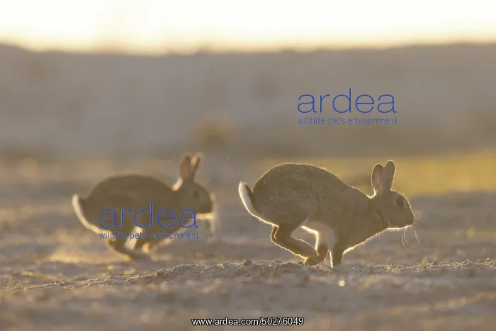 : European Rabbit motion