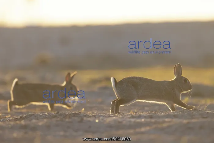 : European Rabbit motion : European Rabbit motion