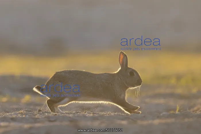 : European Rabbit motion : European Rabbit motion