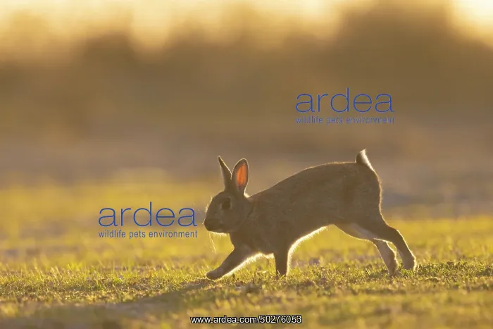 : European Rabbit motion : European Rabbit motion