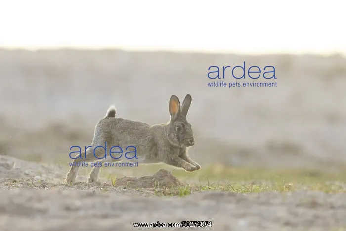 : European Rabbit motion : European Rabbit motion