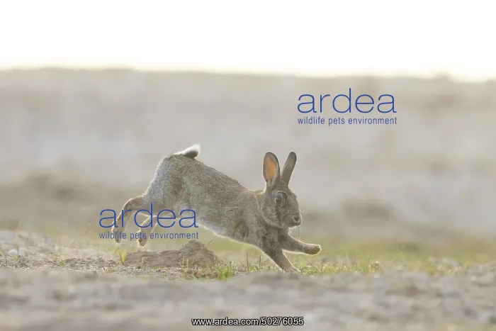 : European Rabbit motion : European Rabbit motion