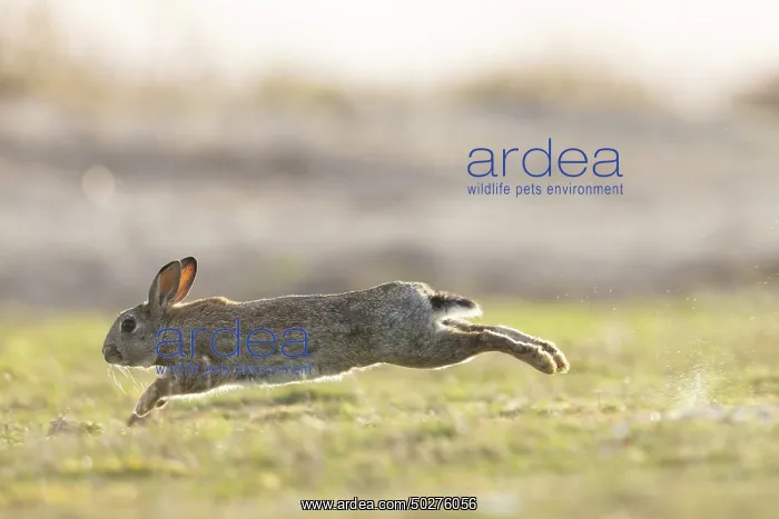 : European Rabbit motion : European Rabbit motion