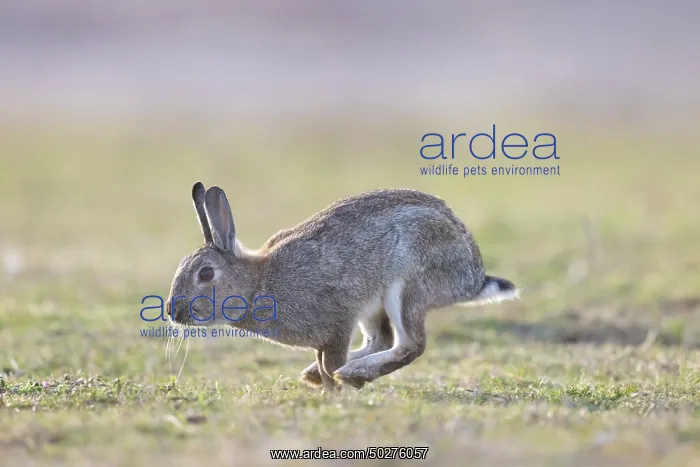 : European Rabbit motion : European Rabbit motion