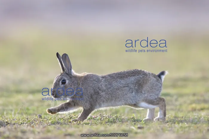 : European Rabbit motion : European Rabbit motion