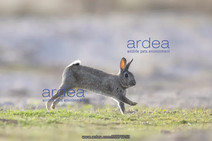 : European Rabbit motion : European Rabbit motion