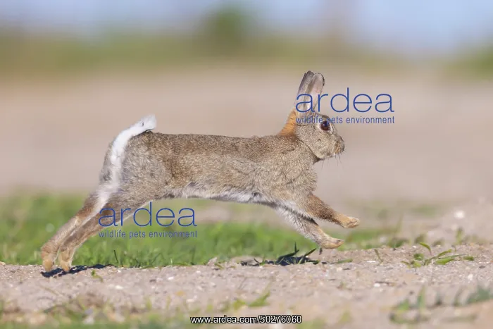 : European Rabbit motion : European Rabbit motion