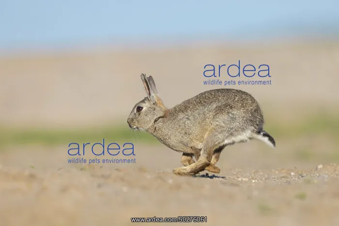 : European Rabbit motion : European Rabbit motion