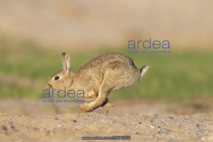 : European Rabbit motion : European Rabbit motion