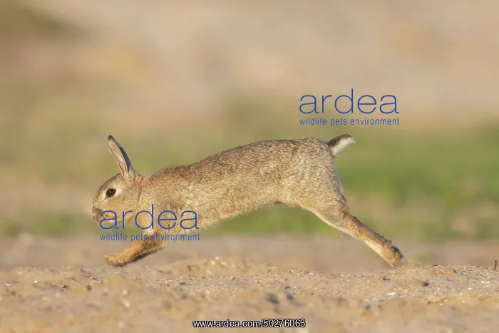 : European Rabbit motion : European Rabbit motion