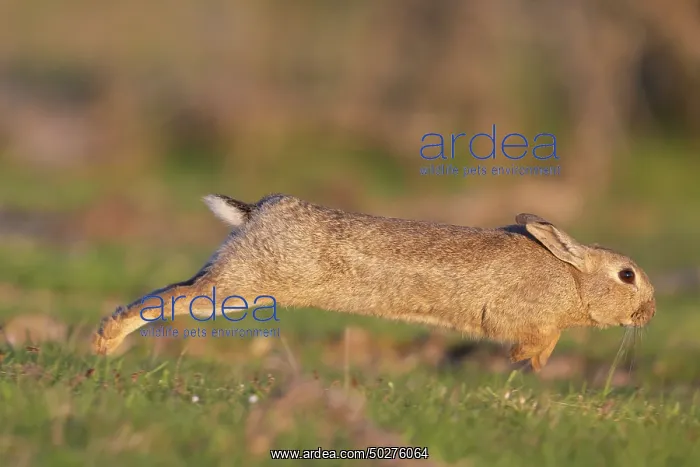 : European Rabbit motion : European Rabbit motion