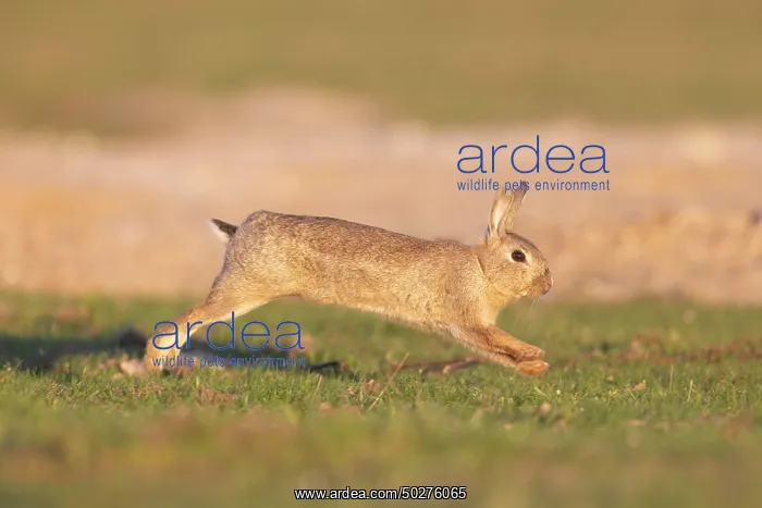 : European Rabbit motion : European Rabbit motion