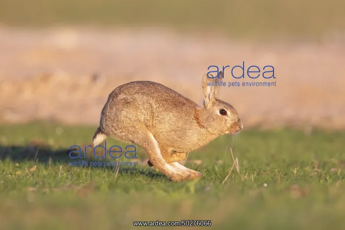 : European Rabbit motion : European Rabbit motion
