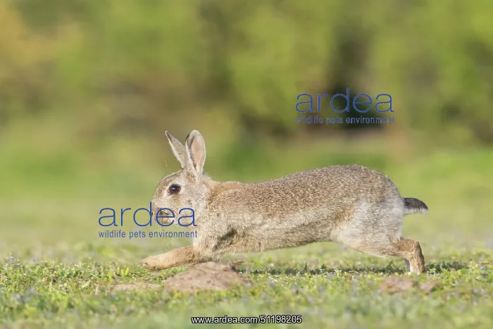 : European Rabbit motion : European Rabbit motion