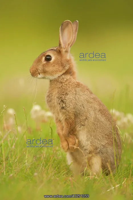 : European Rabbit (Oryctolagus cuniculus) adult, alert : European Rabbit (Oryctolagus cuniculus) adult, alert