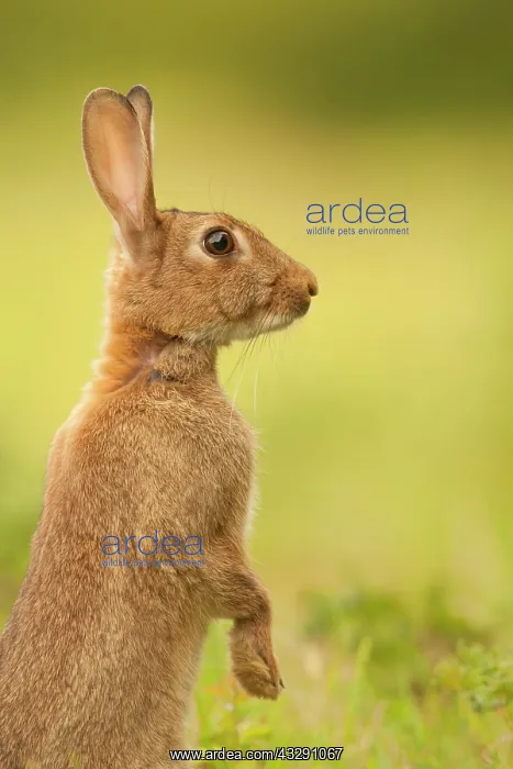 : European Rabbit (Oryctolagus cuniculus) adult, alert : European Rabbit (Oryctolagus cuniculus) adult, alert
