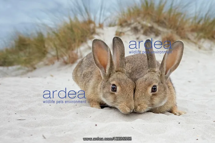 : European rabbit (Oryctolagus cuniculus) in the dunes : European rabbit (Oryctolagus cuniculus) in the dunes