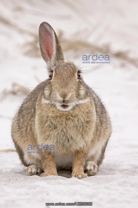 : European rabbit (Oryctolagus cuniculus) in the dunes : European rabbit (Oryctolagus cuniculus) in the dunes