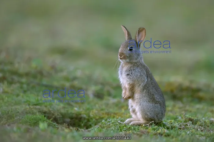  : European rabbit (Oryctolagus cuniculus) juvenile
