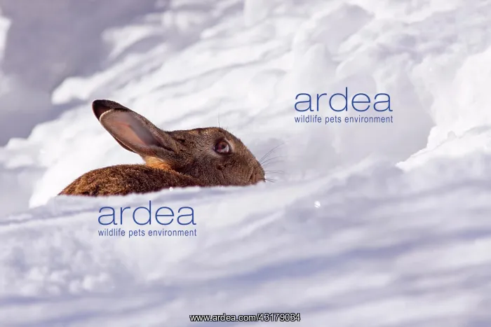 : European rabbit (Oryctolagus cuniculus) sitting : European rabbit (Oryctolagus cuniculus) sitting